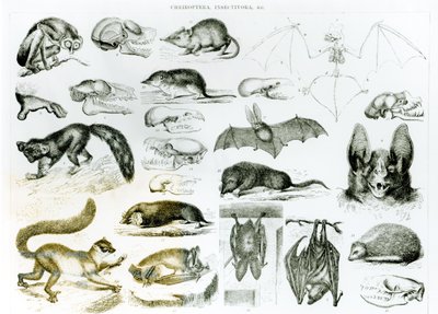Cheiroptera, Insectivora by English School